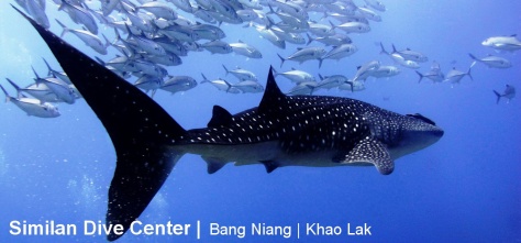 Similan Dive Center - Bang Niang _ Khao Lak _ Padi dive center _ Mares Dive World