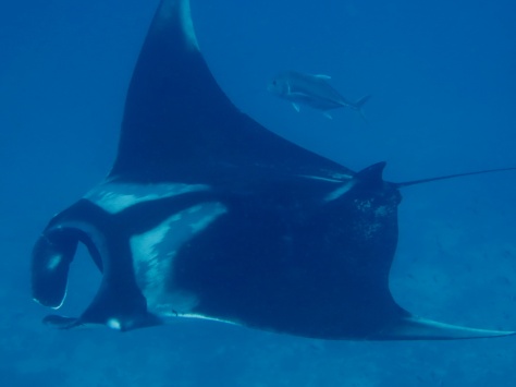 Koh Bon diving with manta rays